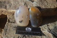 Polished Dendritic Agate Standing Free Forms  x 6 From Madagascar