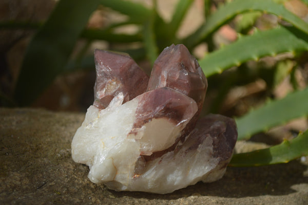 Natural Red Hematoid Quartz Specimens x 12 From Karoi, Zimbabwe