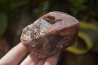 Natural Red Hematoid Quartz Specimens x 12 From Karoi, Zimbabwe