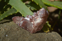 Natural Red Hematoid Quartz Specimens x 12 From Karoi, Zimbabwe