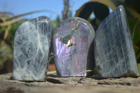 Polished Rare Purple Flash Labradorite Standing Free Forms x 3 From Tulear, Madagascar