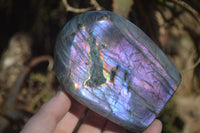 Polished Rare Purple Flash Labradorite Standing Free Forms x 3 From Tulear, Madagascar