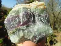 Natural Rough Watermelon Fluorite Cobbed Specimens  x 12 From Uis, Namibia