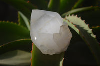 Natural Large Quartz Crystals  x 12 From Madagascar