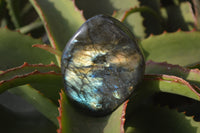 Polished Labradorite Standing Free Forms x 6 From Tulear, Madagascar