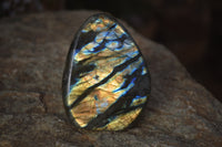 Polished Labradorite Standing Free Forms x 6 From Tulear, Madagascar