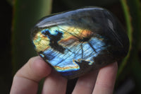 Polished Labradorite Standing Free Forms x 6 From Tulear, Madagascar