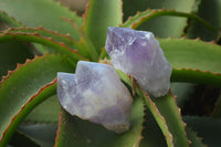 Natural Jacaranda Amethyst Crystals x 12 From Mumbwa, Zambia