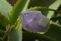 Polished Jacaranda Amethyst Crystals x 12 From Mumbwe, Zambia