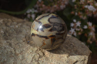 Polished Septaria Spheres x 6 From Mahajanga, Madagascar