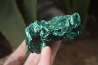 Natural Chatoyant Silky Malachite Specimens  x 6 From Kasompe, Congo