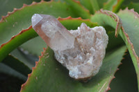 Natural Red Hematoid Quartz Specimens x 24 From Karoi, Zimbabwe