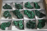 Natural Chatoyant Silky Malachite Specimens  x 12 From Congo