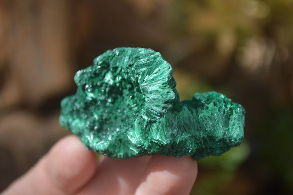 Natural Chatoyant Silky Malachite Specimens  x 12 From Congo