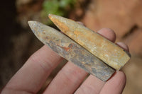 Natural Cretaceous Belemnite Fossils  x 38 From Madagascar