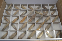 Natural Cretaceous Belemnite Fossils  x 38 From Madagascar