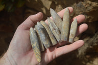 Natural Cretaceous Belemnite Fossils  x 38 From Madagascar