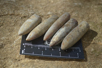 Natural Cretaceous Belemnite Fossils  x 38 From Madagascar