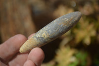 Natural Cretaceous Belemnite Fossils  x 38 From Madagascar