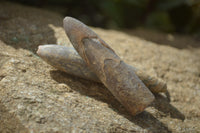 Natural Cretaceous Belemnite Fossils  x 38 From Madagascar