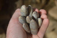 Natural Cretaceous Belemnite Fossils  x 38 From Madagascar