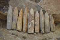 Natural Cretaceous Belemnite Fossils  x 38 From Madagascar