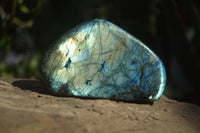 Polished Labradorite Standing Free Forms  x 6 From Tulear, Madagascar