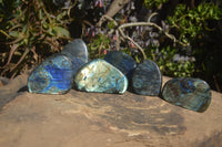 Polished Labradorite Standing Free Forms  x 6 From Tulear, Madagascar