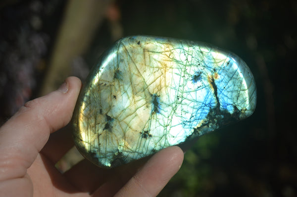 Polished Labradorite Standing Free Forms  x 6 From Tulear, Madagascar