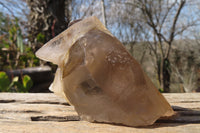 Natural Large Smokey Quartz Crystals x 2 From Mulanje, Malawi