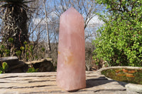 Polished Large Rose Quartz Point x 1 From Madagascar