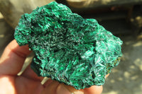 Natural Chatoyant Silky Malachite Specimens  x 12 From Kasompe, Congo