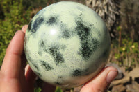 Polished Leopard stone Spheres  x 2 From Inyanga, Zimbabwe