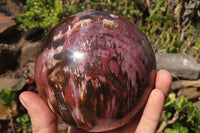 Polished Petrified Wood Sphere x 1 From Mahajanga, Madagascar