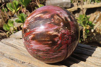 Polished Petrified Wood Sphere x 1 From Mahajanga, Madagascar