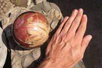 Polished Petrified Wood Sphere x 1 From Mahajanga, Madagascar