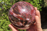 Polished Petrified Wood Sphere x 1 From Mahajanga, Madagascar