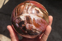 Polished Petrified Wood Sphere x 1 From Mahajanga, Madagascar