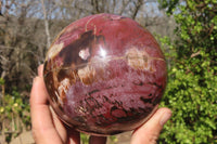 Polished Petrified Wood Sphere x 1 From Mahajanga, Madagascar