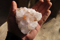 Natural Spirit Cactus Quartz Clusters x 6 From Boekenhouthoek, South Africa