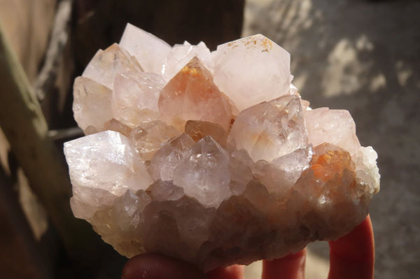 Natural Spirit Cactus Quartz Clusters x 6 From Boekenhouthoek, South Africa