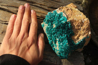 Natural Extra Large Dioptase Dolomite Specimen  x 1 From Congo