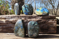 Polished Labradorite Standing Free Forms  x 5 From Tulear, Madagascar