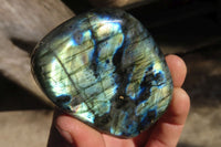 Polished Labradorite Standing Free Forms  x 5 From Tulear, Madagascar