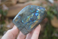 Polished Labradorite Standing Free Forms  x 6 From Tulear, Madagascar