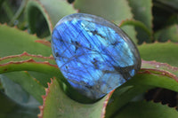 Polished Labradorite Standing Free Forms  x 6 From Tulear, Madagascar