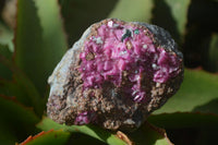 Natural Drusy Salrose Cobaltion Dolomite Specimens x 6 From Kakanda, Congo