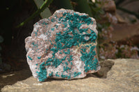 Natural Extra Large Dioptase Dolomite Specimen  x 1 From Congo