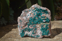 Natural Extra Large Dioptase Dolomite Specimen  x 1 From Congo