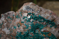 Natural Extra Large Dioptase Dolomite Specimen  x 1 From Congo